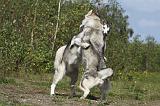 ALASKAN MALAMUTE 414